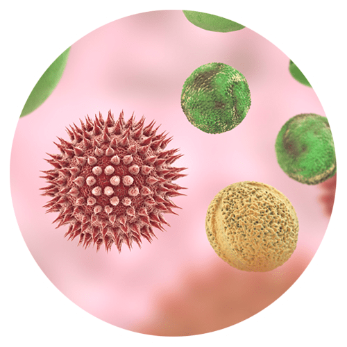 Allergien